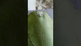 Forest shield bug