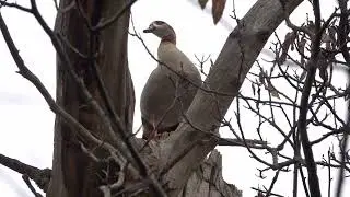 Egyptian Goose pair claiming a tree
