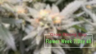 Grow Strong Cup Flower Week 7 Day 48