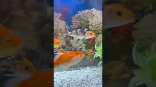 MaaShaAllah hamari fishes ma bachy da diye 😍