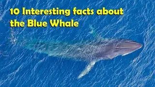 10 Interesting facts about the Blue Whale