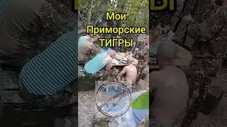 Тигры стали только злее | Бойцы после боевой задачи. 