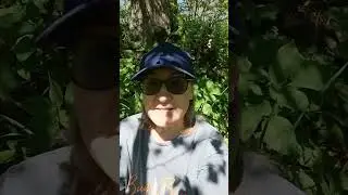 Из России в Турцию на машине с собакой