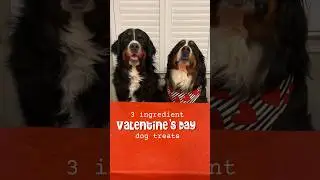 3 Ingredient Valentine’s Day Dog Treats💗 RECIPE IN COMMENTS #pethonestypartner