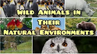 Educational Video of Wild Animals in their Natural Environments! Great Quality suitable for Children