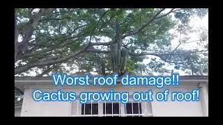 Cactus growing out of roof! (worst roof Damage) trees growing out roof