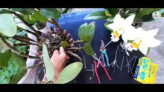 Cách trồng Hoa Lan Kiều tím Thanh Hóa (thủy tiên) trên chậu | Dendrobium amabile orchid.
