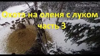 Bowhunting for deer, part 3, final. Life is hunting series