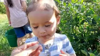 How much BLUEBERRIES 🫐 can JJ eat?
