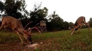 Arrow passing through Deer. Go Pro