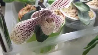 Маленький принц паф acmodontum.