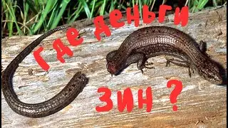 Где деньги, Зин ?