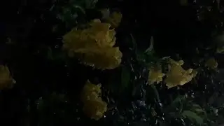 5분만에 잠드는 음악 | 불면증 음악 | 수면유도음악 | 잠잘오는음악 | 잠오는 음악