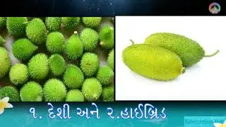 કંટોલા વિશે જાણો