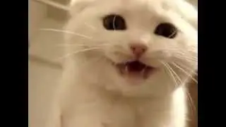 Miau _3