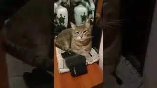 🐈‍⬛🐈‍⬛🐈‍⬛Маленькая красотка Лада.