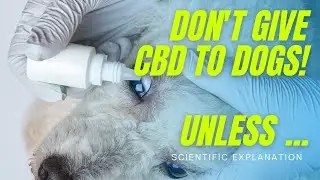 Is CBD Good For Dogs? (Science Explained)