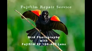 Fujifilm XF 100-400mm lens Bird Photography