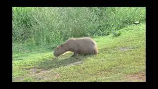 Капибара/Capybara- Водосвинка😍