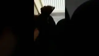 dogs