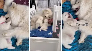 Our dog is the best big sister