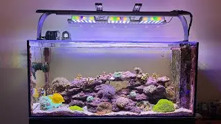 The Ole Reef: Tank Update - August 2024