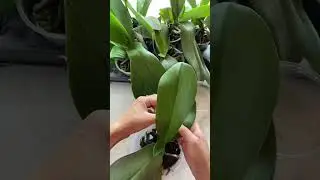 Natural fertilizers for flowers