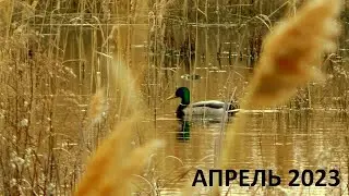 SPRING 2023. CLASSICS OF SPRING HUNTING. DRAKE HUNTING WITH A DECKING HOOK / MAX HUNTER