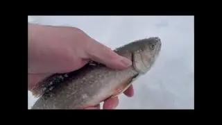 Ice Fishing Mishap