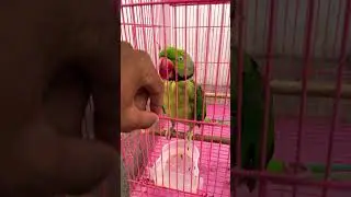 Mitthu vagta hi nahi hai🥺ha ham badal gaye song #viral #shorts #trending #shortsfeed