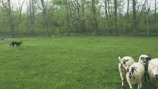 WillaBold 1st time in field 5-19-20