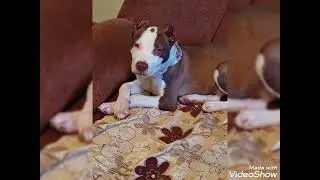 Canotutyun Richii het🐶Pitbull