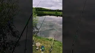 Карась на фидер. Рыбалка на озере #fishing #рыбалка #shorts #fish