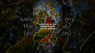 @DakotaIsATherian // #parrot #therian #therianfyp #therianpride #therianthropy #alterhumans #fyp