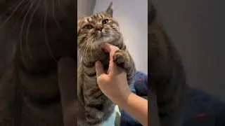 daily pats.