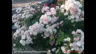 spring pruning of groundcover roses (The Fairy)