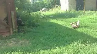 Не удачный прыжок Assasina