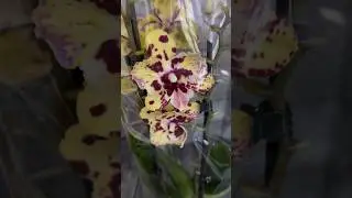 Потрясающая бабочка! 