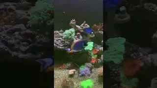 Ужин в море #reels #reef #морскойаквариум
