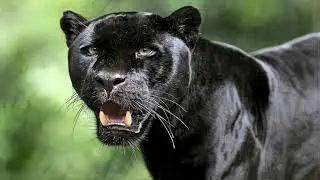 QUANTUM RELAXATION: Healing Music (“Wakanda”) HD