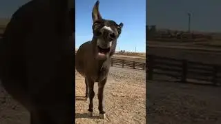 Happy Donkey 