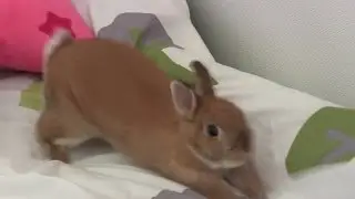 Digging!! Sliding!! Cute Netherland Dwarf bunny Rabbit play on the bed.