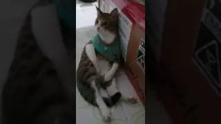 Phatty taking a Deep Breath
