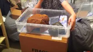 HUGE Swell Reptiles unboxing