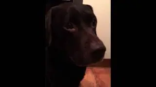 Biscuit Trick