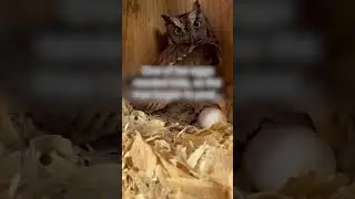 An owl flew to a man's house to ask for help, and he built an entire house for it.