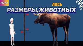 Интересные Факты - Размеры животных относительно человека