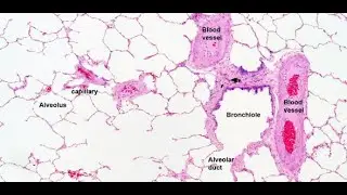 Histologi Sistem Respirasi