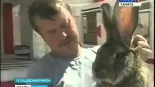 Кролики   это выгодно.