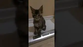 Котик Мейн Кун Selivan 1 месяц